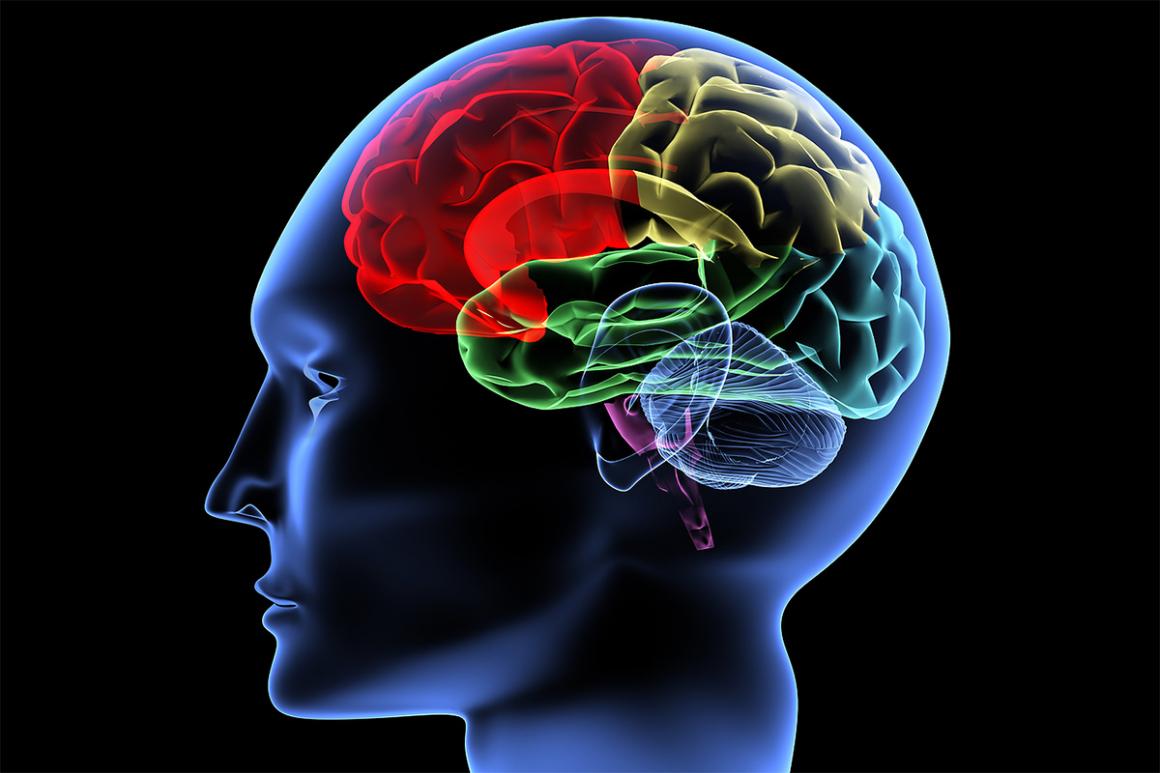 Brain and Cognitive Sciences